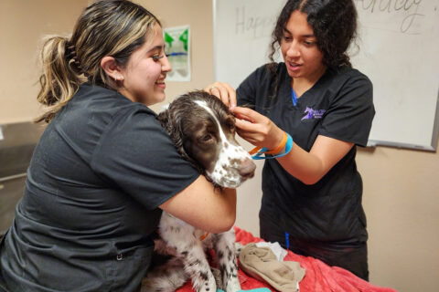 Students grooming dog