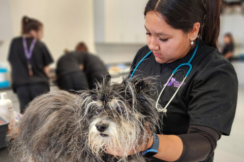 Vet assisting student examining dog