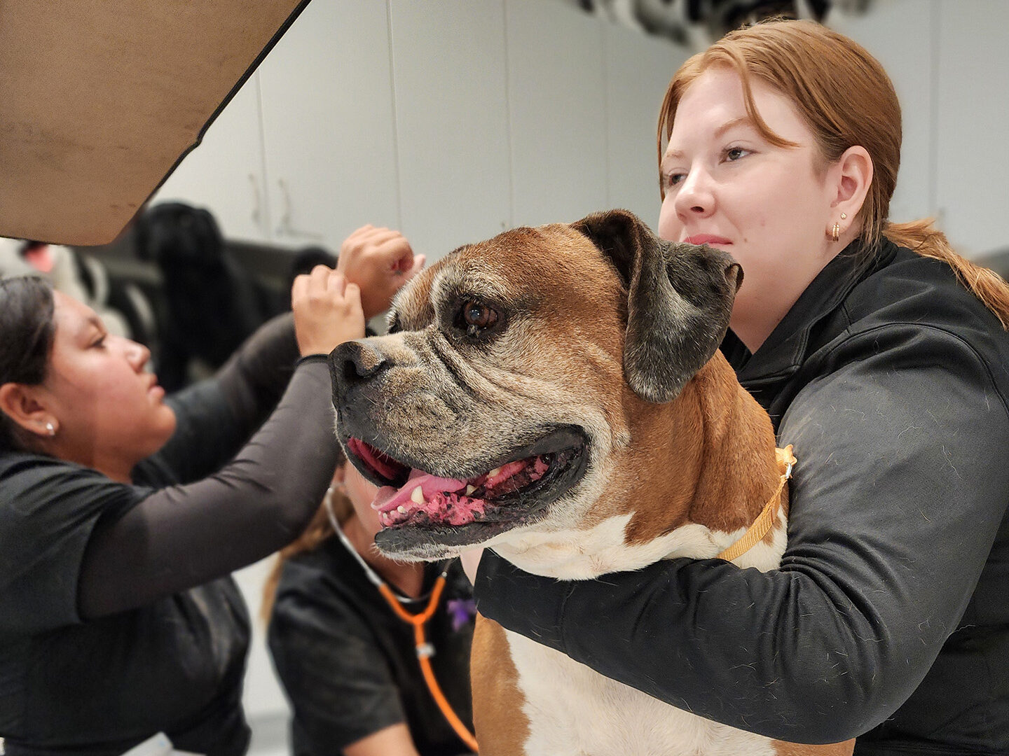 Students taking heart rate of dog