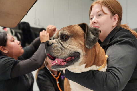 Students taking heart rate of dog