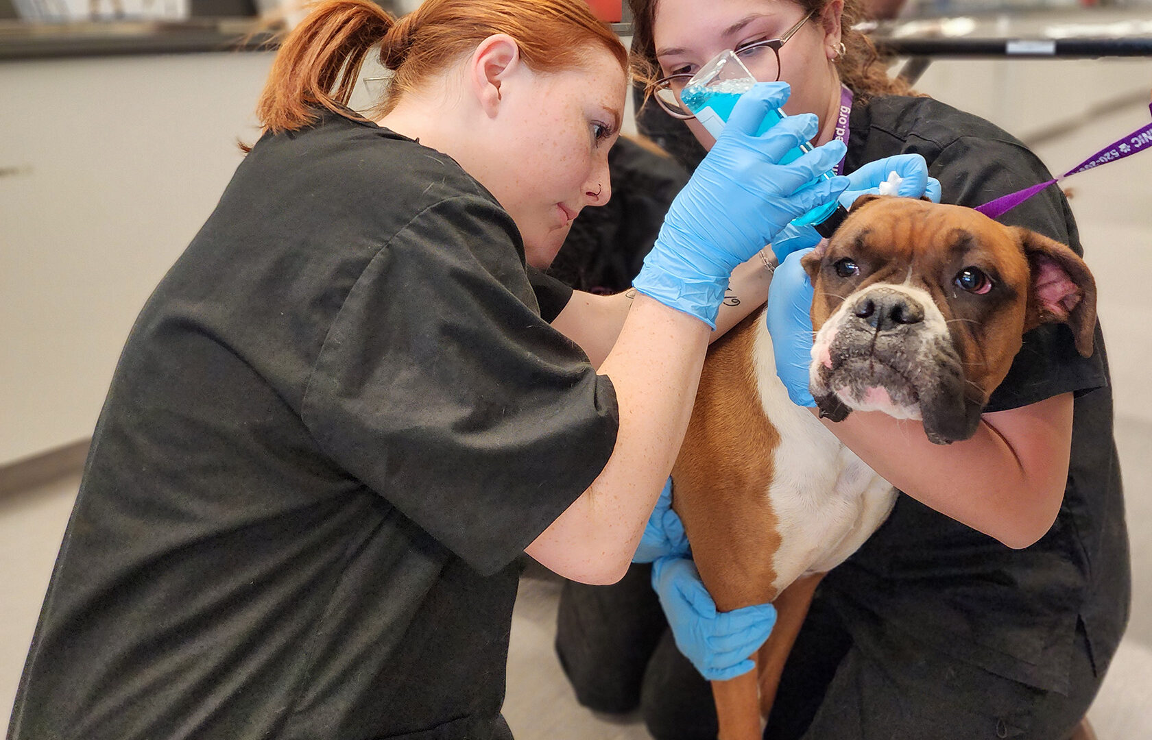 Students washing dog's ears