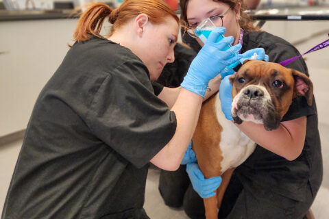 Students washing dog's ears