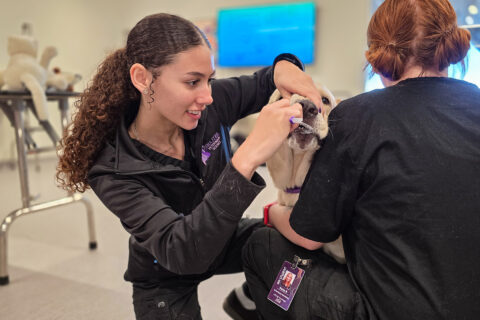 Vet student brushing dog's teeth