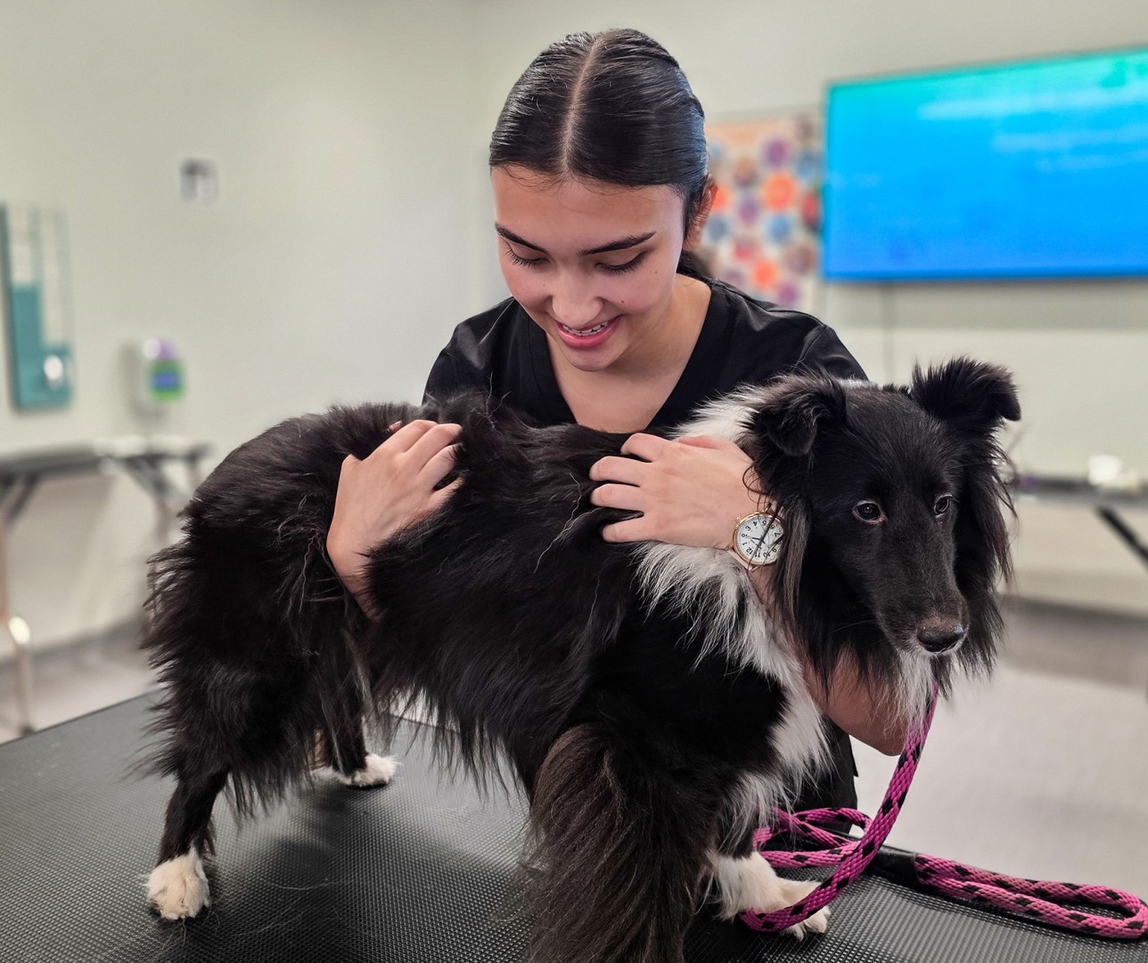 Veterinary student restraining dog