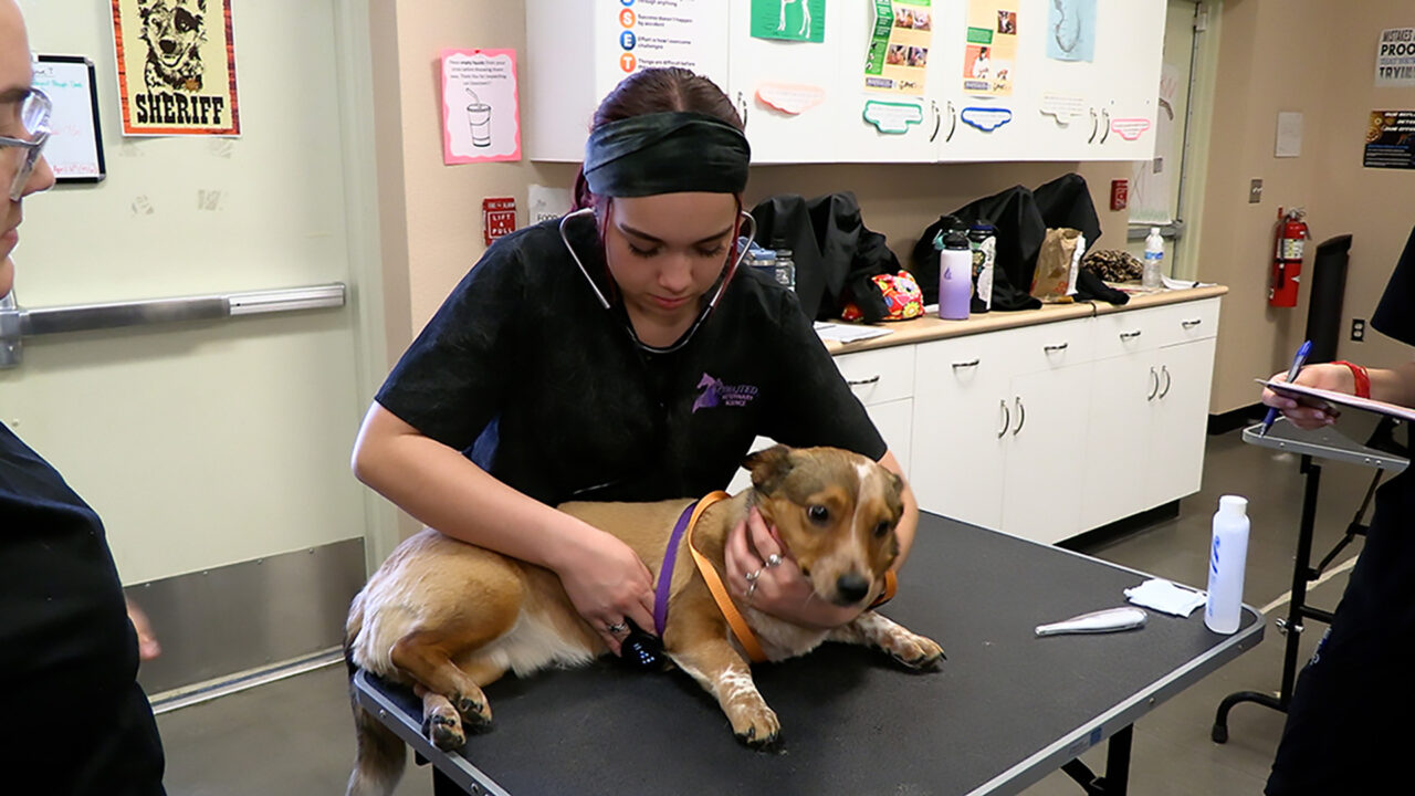 Student listening to dog's heartbeat