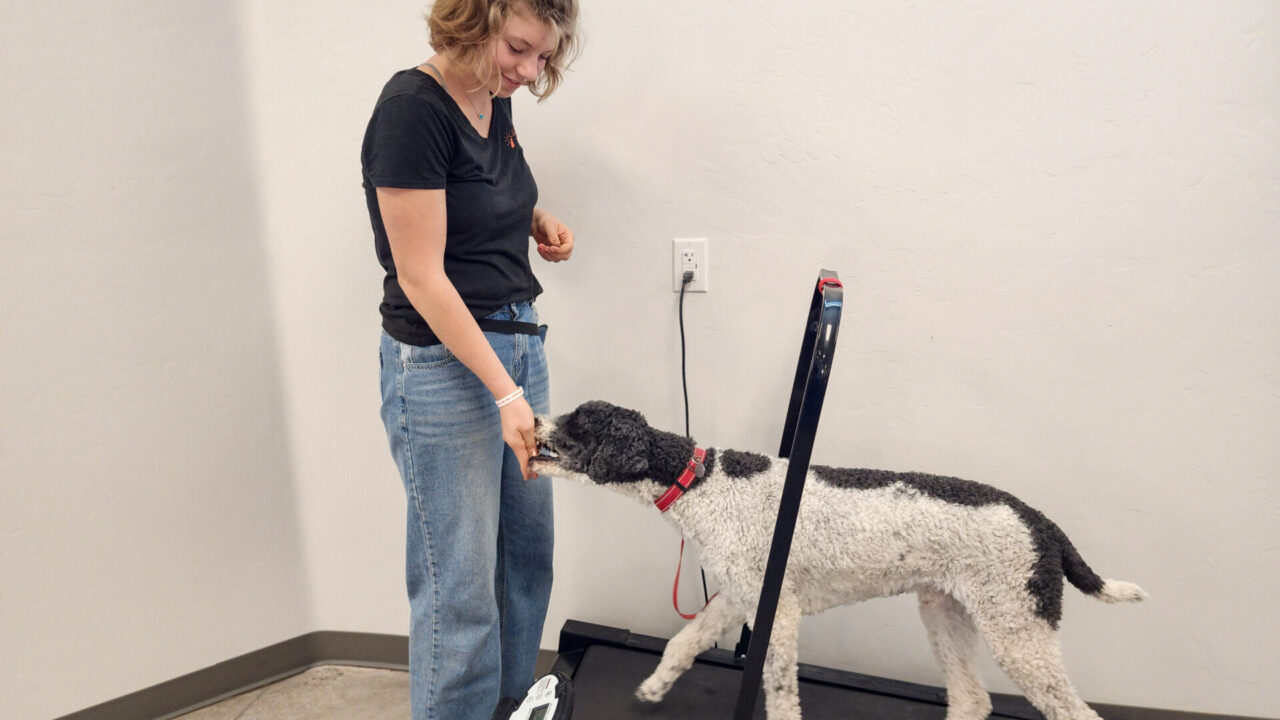 Intern Giving Dog on Treadmill a Treat