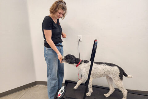 Intern Giving Dog on Treadmill a Treat