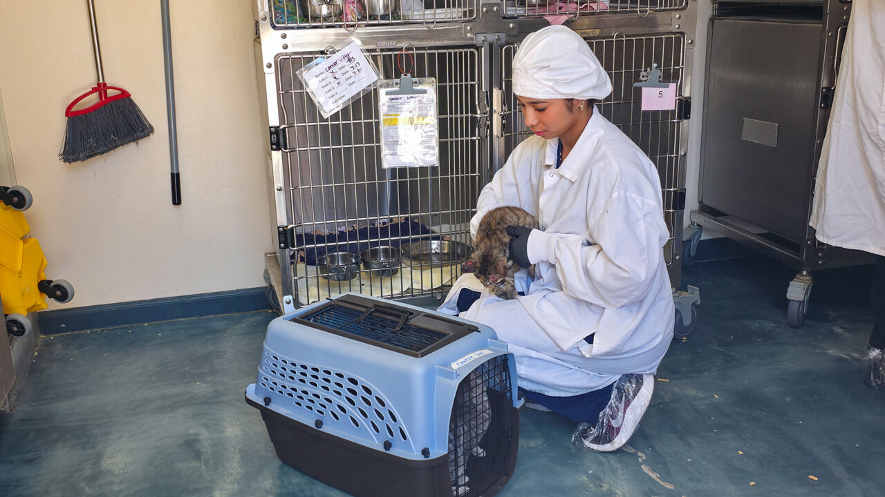 Intern putting cat into crate