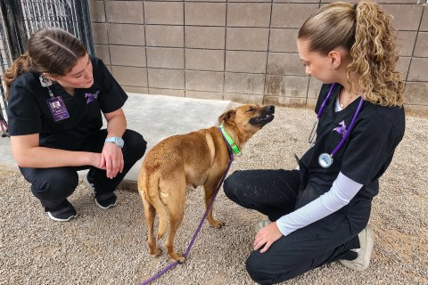 Students observing dog