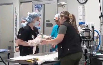 Students assisting with dog surgery